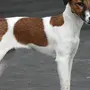 Фокс собака