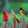 Птицы Мира С Названиями