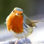 Птицы Мира С Названиями