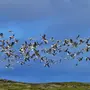 Птицы мурманской области и названия