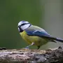 Птицы В Природе