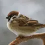 Птицы В Природе