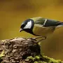 Какие птицы едят пчел
