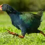 Такахе птица