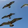 Летящие Птицы