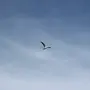 Птица в небе