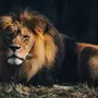 Категория Львы