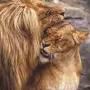 Львы Любовь