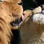 Целующиеся львы