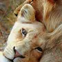 Целующиеся львы