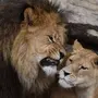 Львы и львицы