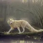 Лесной волк