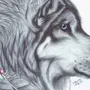 Глаза волка рисунок