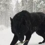 Самый Большой Волк В Мире