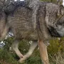 Виды волков и названия