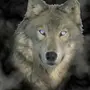 Волчица на аватарку