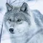 Волк зимой