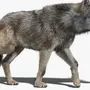Волк без фона