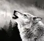Волк Одиночка