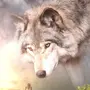 Волк одиночка