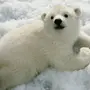 Белый медведь для детей