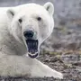 Белый Медведь Для Детей
