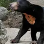 Виды медведей