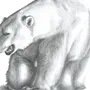 Белый Медведь Картинки Нарисованные