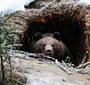 Медведь в берлоге картинки для детей