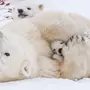 Белый медведь в хорошем качестве