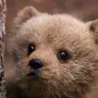 Медведь Маленькая Картинка