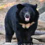 Гималайский медвежонок