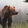 Бурый Медведь