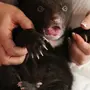 Новорожденный медвежонок