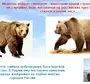 Медведь Символ России Картинки