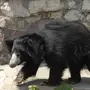 Медведь Губач