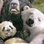 Медведи Картинки Прикольные