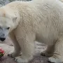 Белый Медведь Без Шерсти