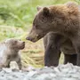 Картинка медведица с медвежатами для детей