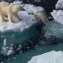 Картинка белый медведь на льдине
