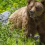 Кавказский Медведь