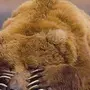 Грустный медведь картинки