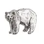 Бурый медведь рисунок карандашом
