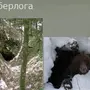 Берлога Медведя Внутри С Медведем