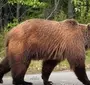 Хвост Медведя