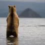 Медведь Сзади