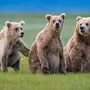 Три Медведя
