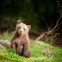 Фотка медвежонка