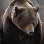 Скачать Картинку Медведя