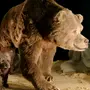 Короткомордый медведь